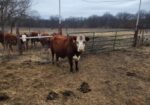 Barzona Hereford F1 registered South Poll bred cows