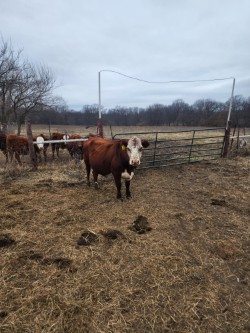 Barzona Hereford F1 registered South Poll bred cows