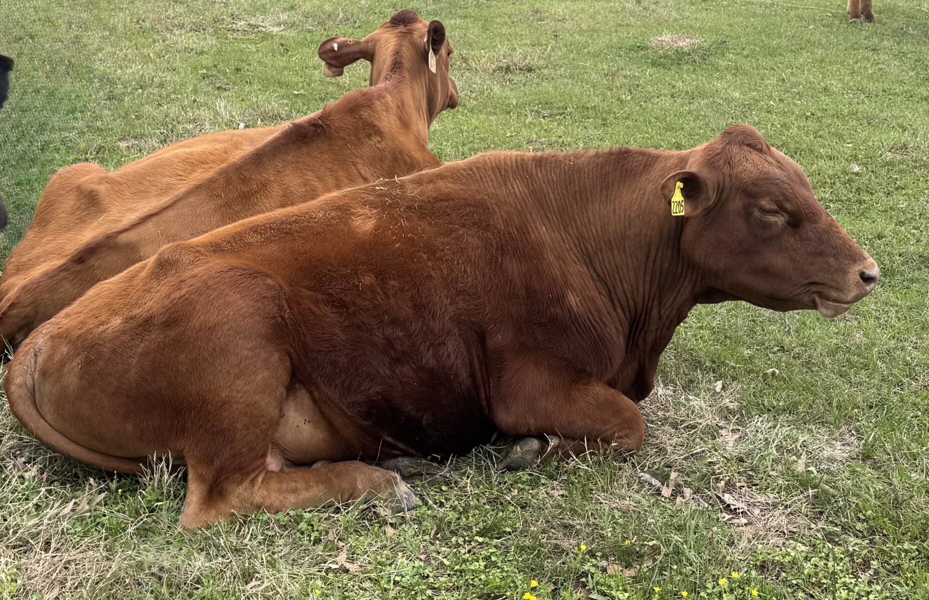 Fullblood Registered South Poll Proven Herd Bull