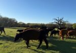 Breed up herd sell out in East Texas