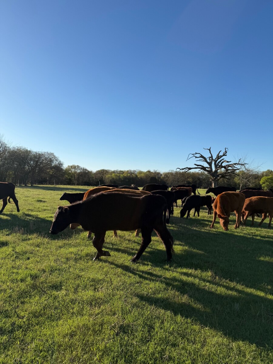 Breed up herd sell out in East Texas