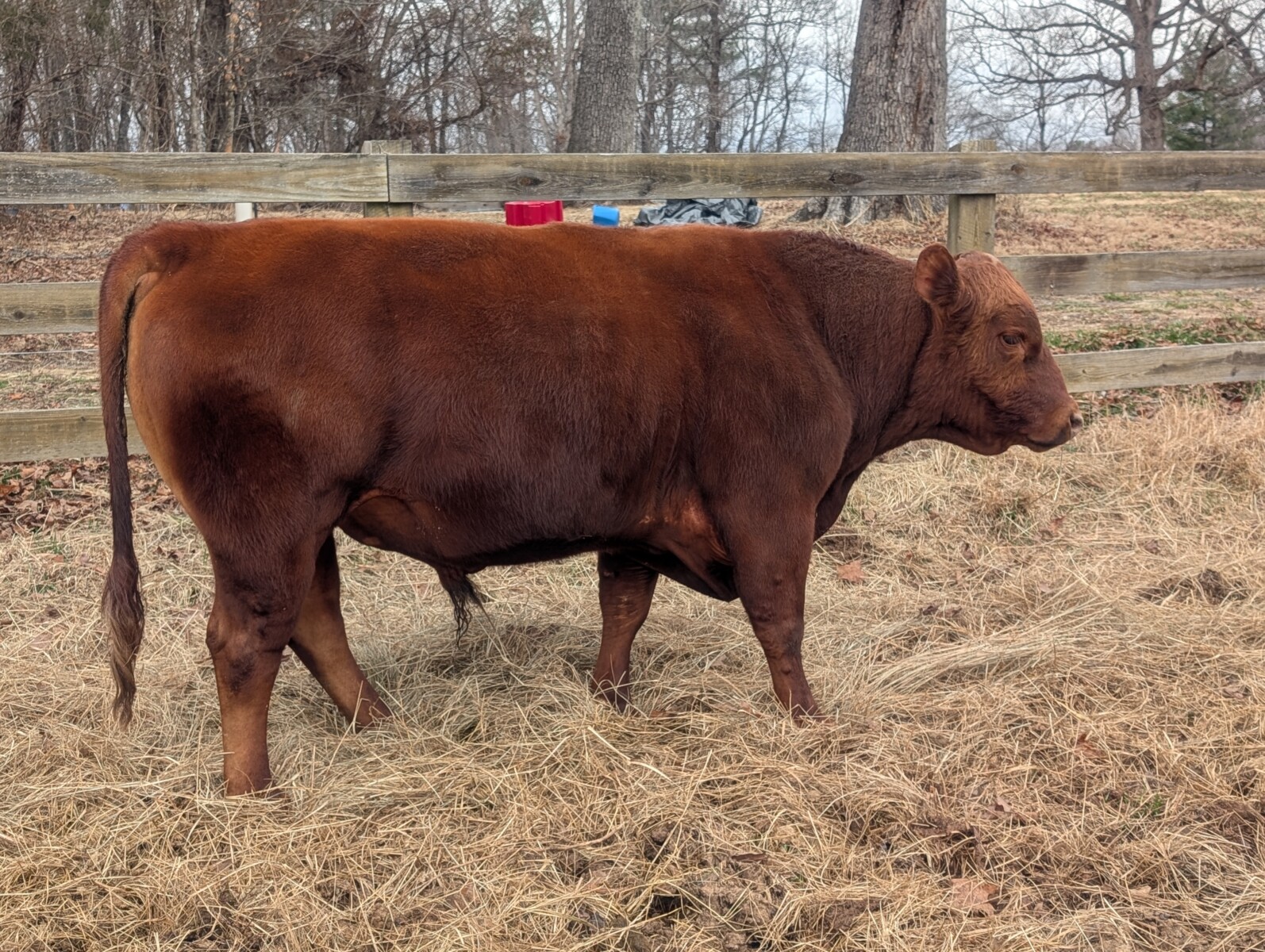 4 yr old purebred bull