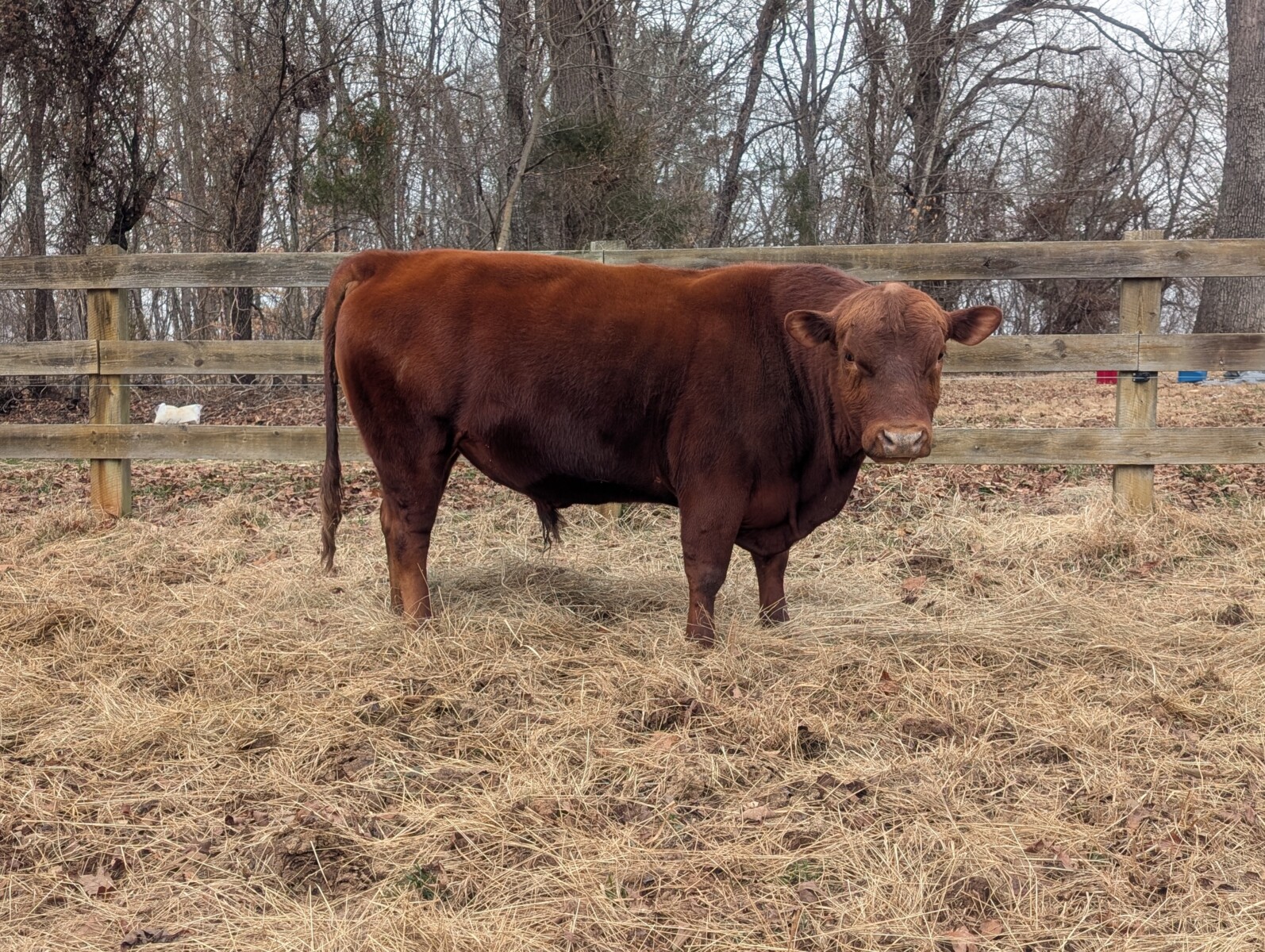 4 yr old purebred bull