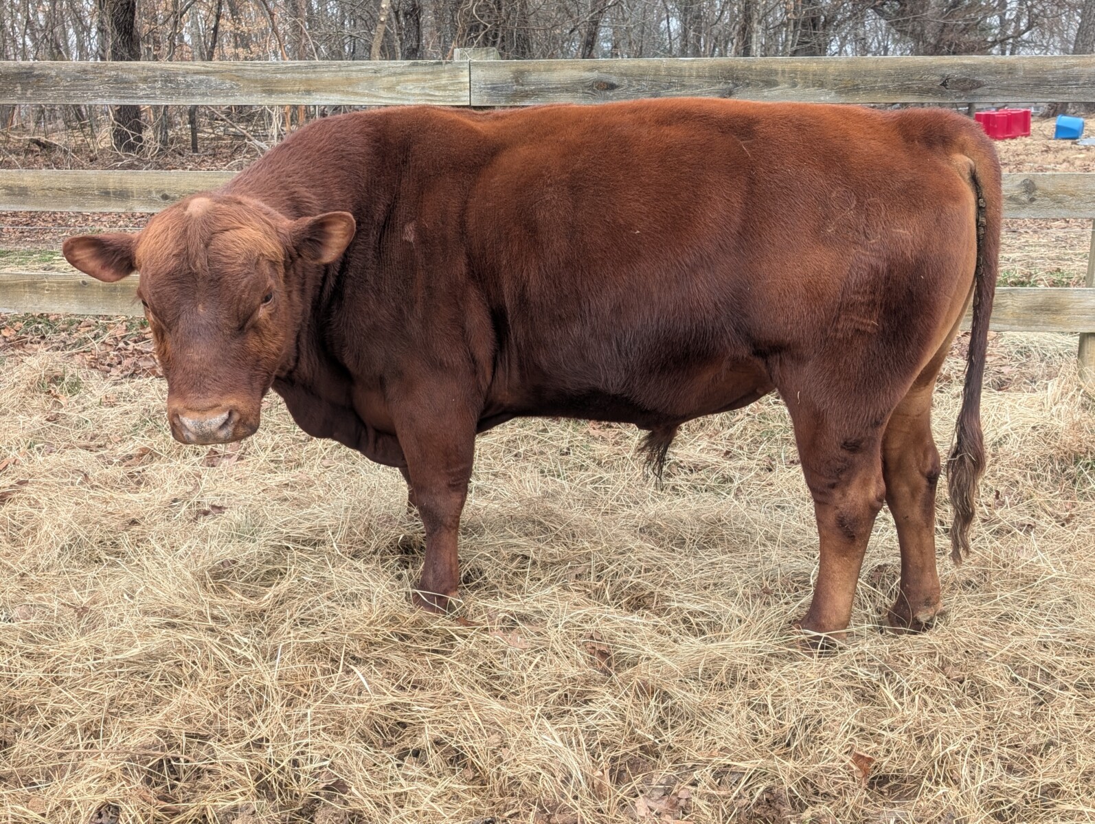 4 yr old purebred bull