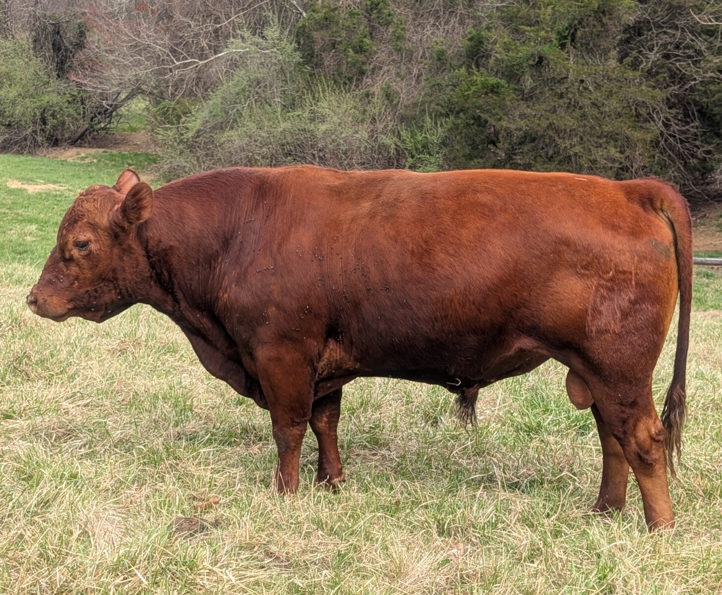 4 yr old purebred bull