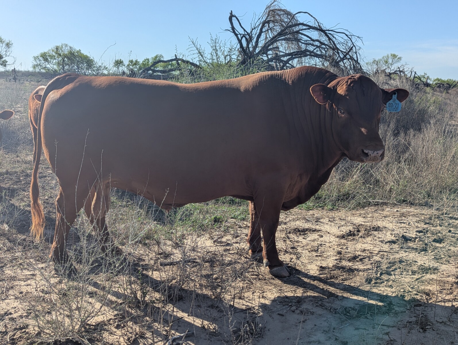 Commercial SP Bull – 5 YO