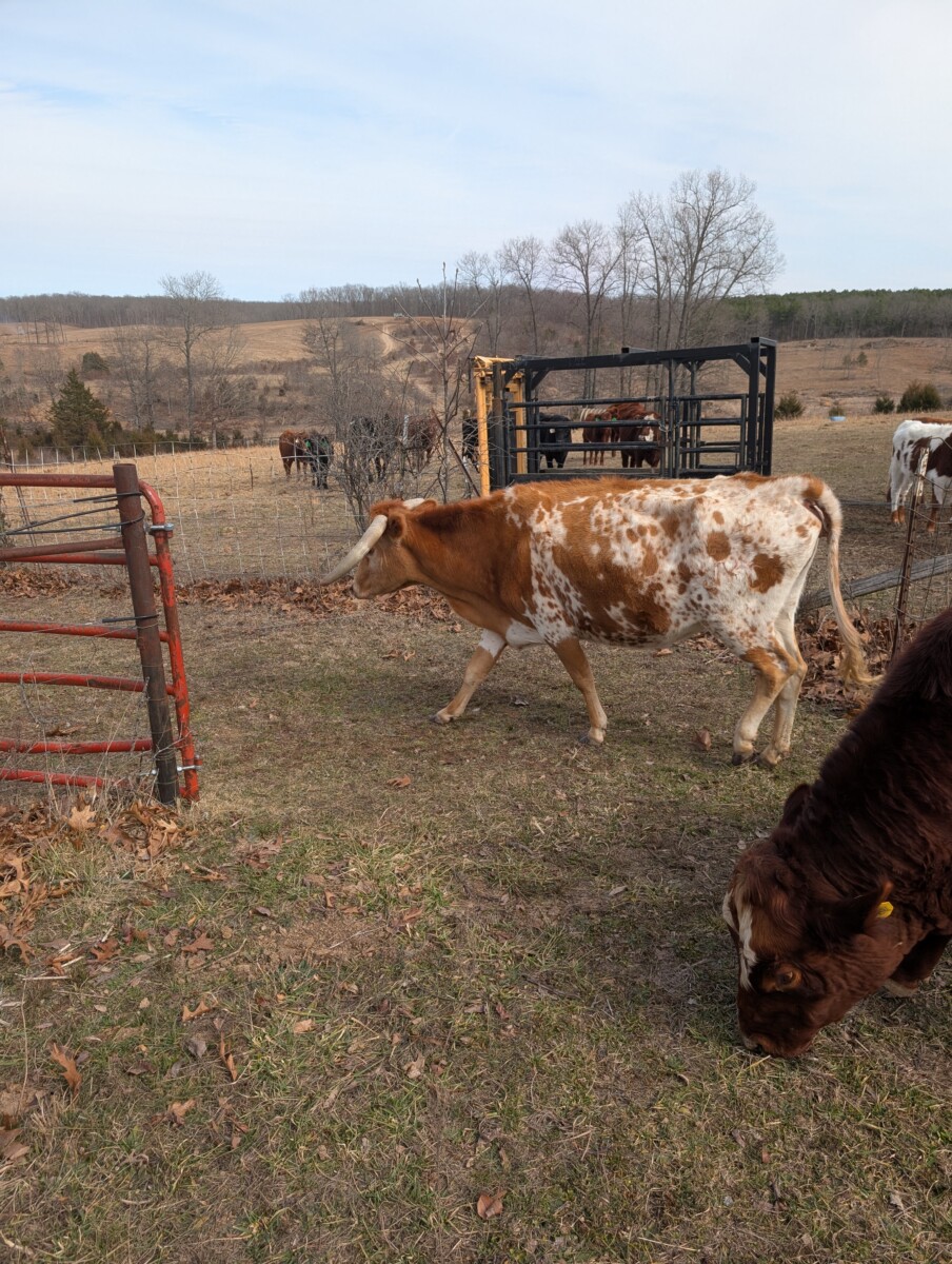 Registered 50% Heifer