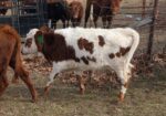 Registered 50% Heifer