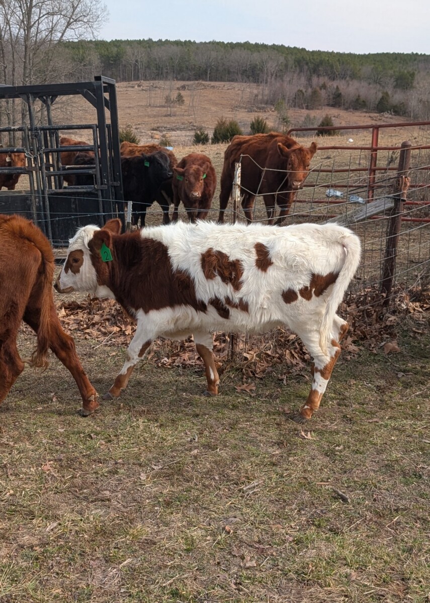 Registered 50% Heifer