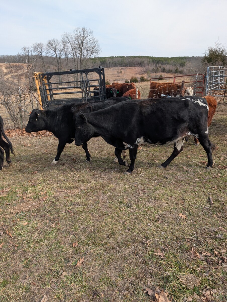 Registered 50% Heifer