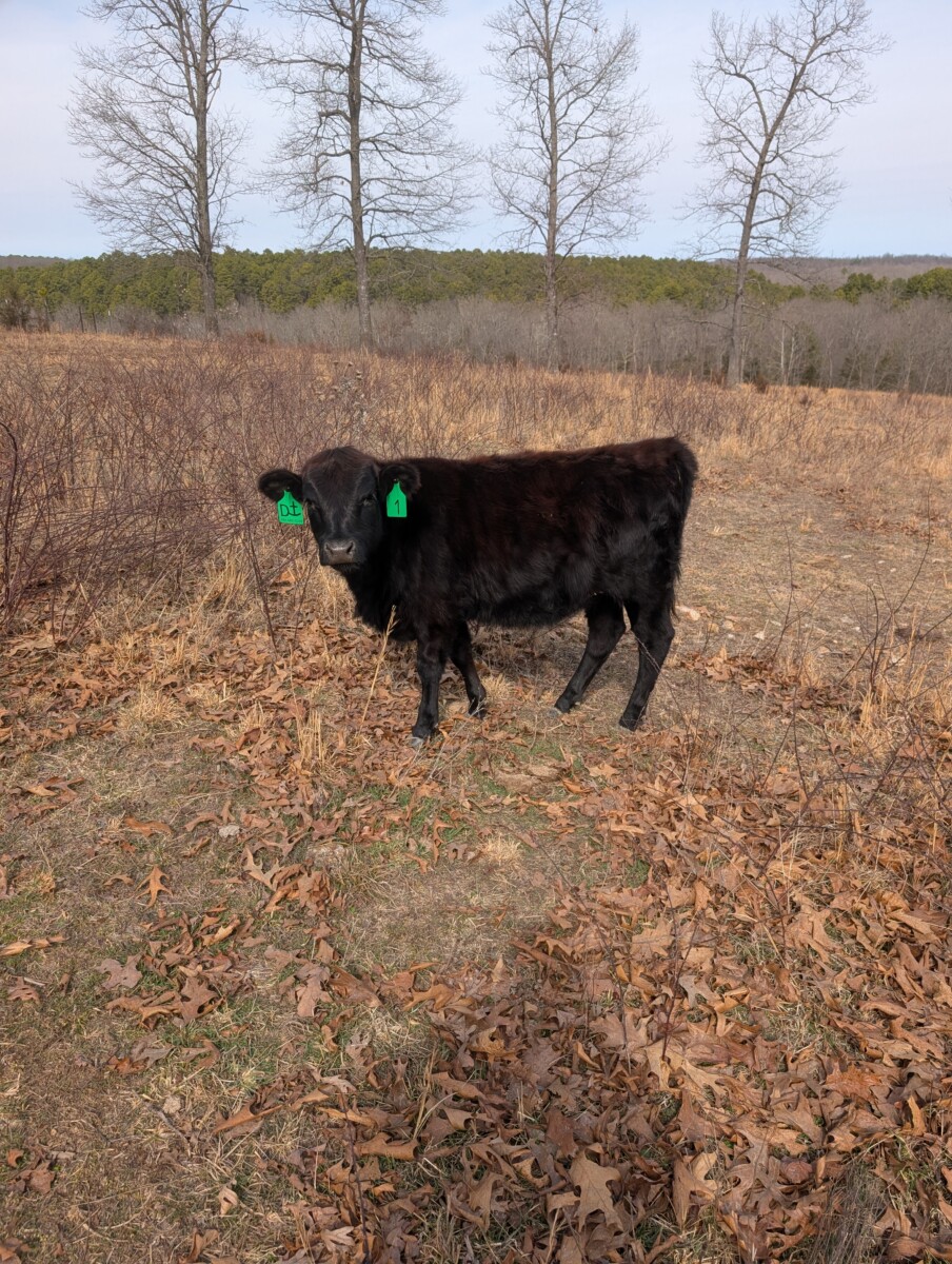 Registered 50% Heifer