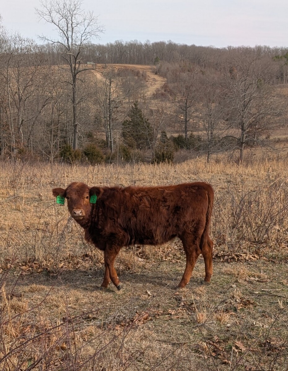 Registered 50% and 50% Judy Heifer