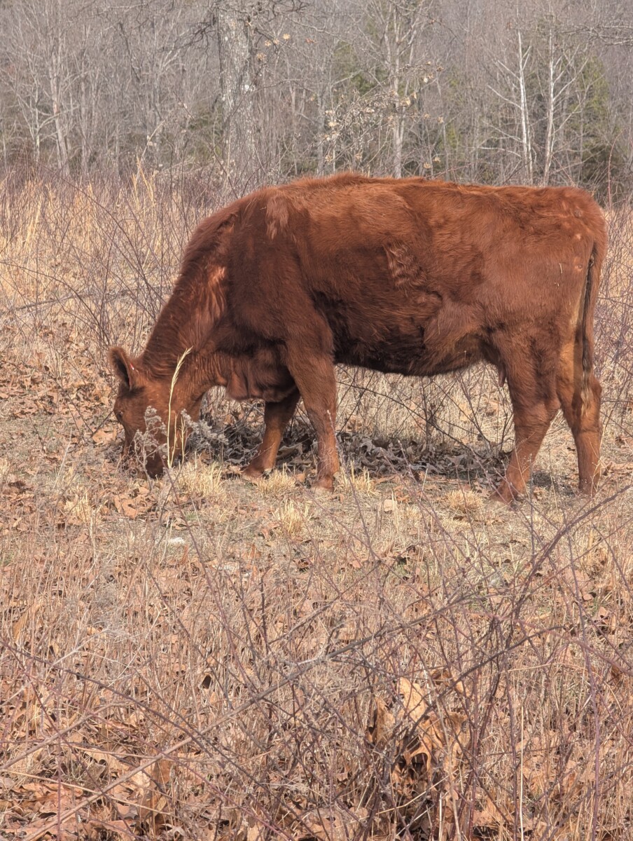 Registered 50% and 50% Judy Heifer
