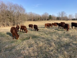 2025-Spring-Born-Heifers-group-photo6