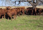Spring 2025 Full Blood South Poll Steers