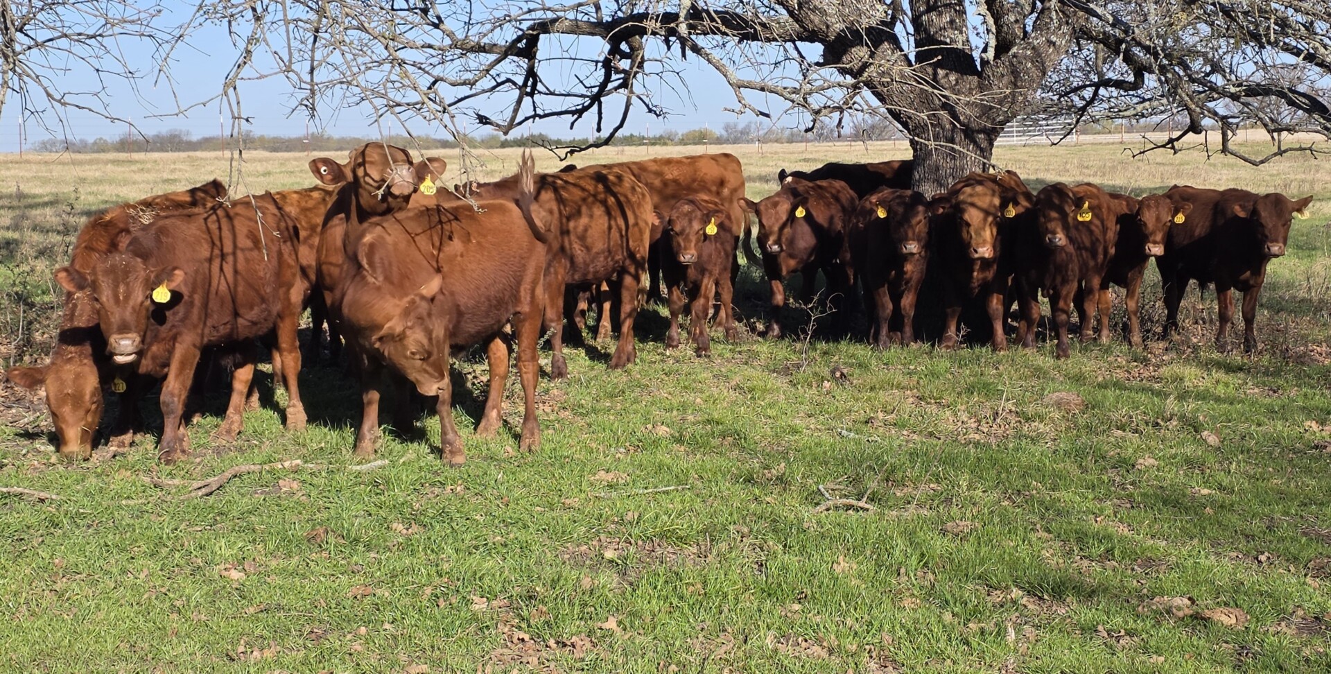 Spring 2025 Full Blood South Poll Steers