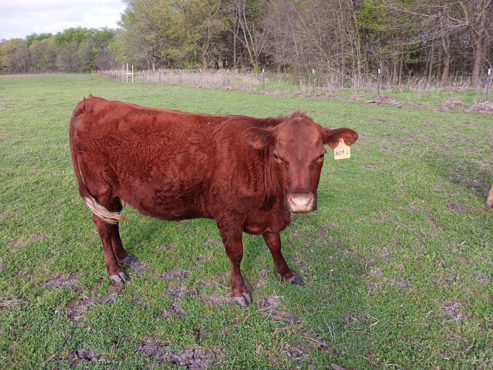 Another Herd Builder Prospect