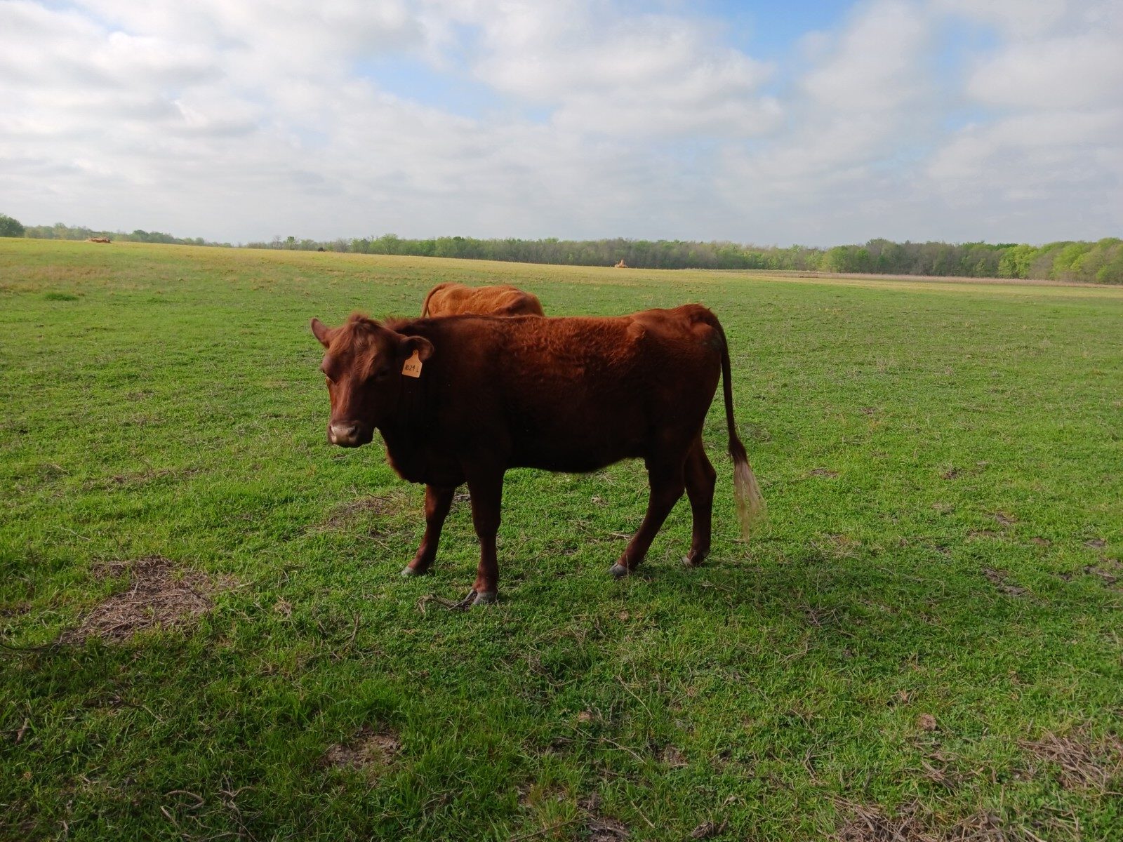 Another Herd Builder Prospect