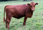 Four South Poll Open Heifers for Sale