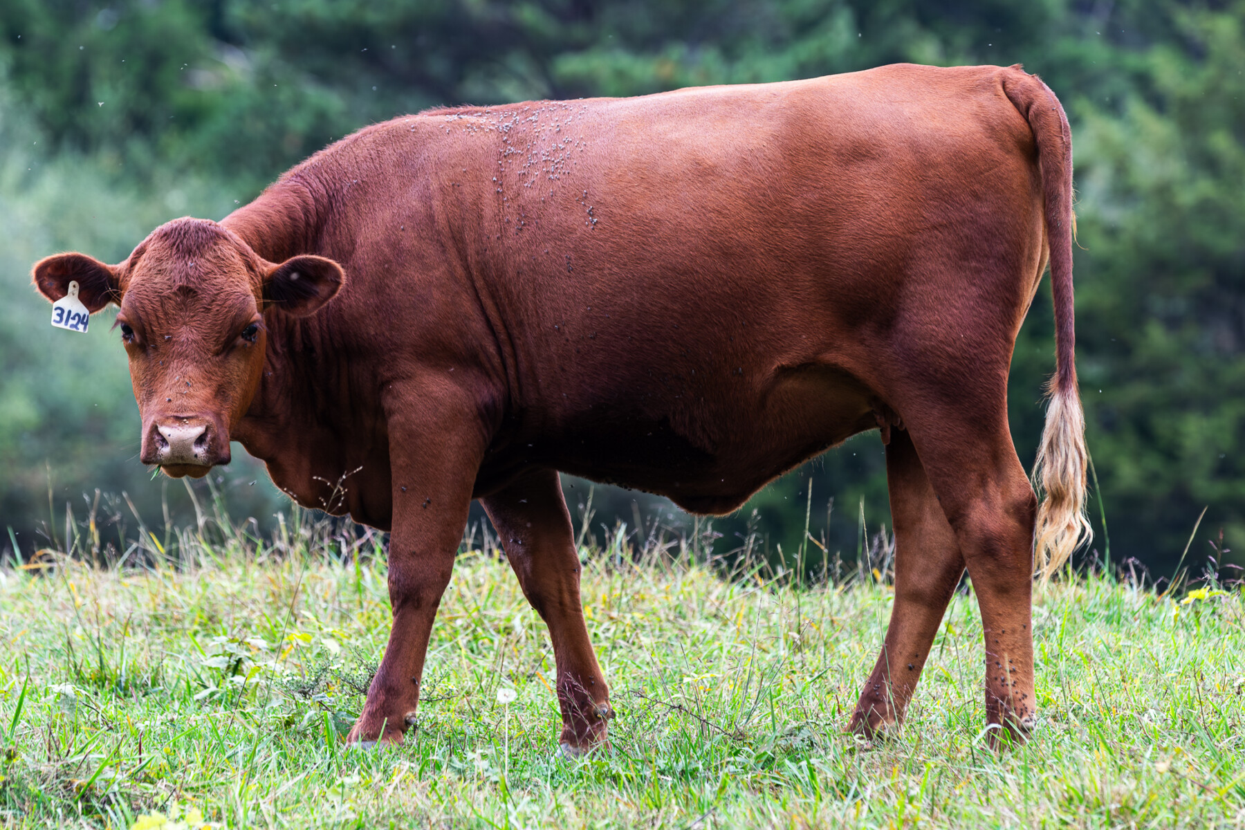 Four South Poll Open Heifers for Sale