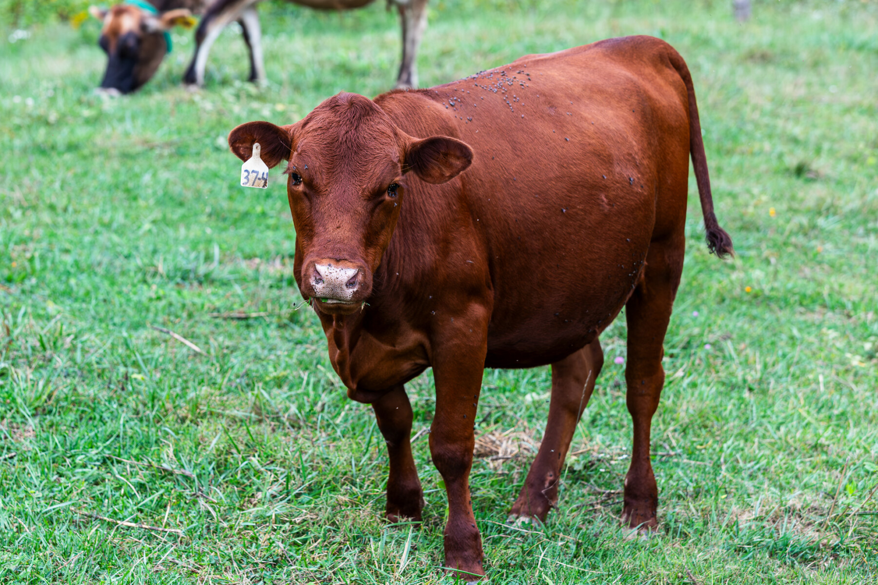 Four South Poll Open Heifers for Sale