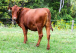 Four South Poll Open Heifers for Sale