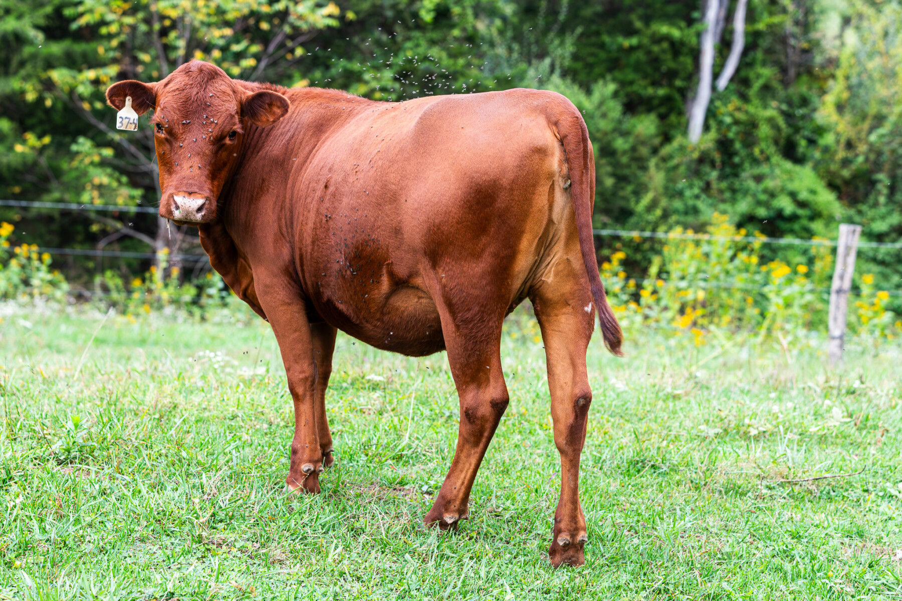 Four South Poll Open Heifers for Sale
