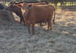 Breed up herd sell out in East Texas