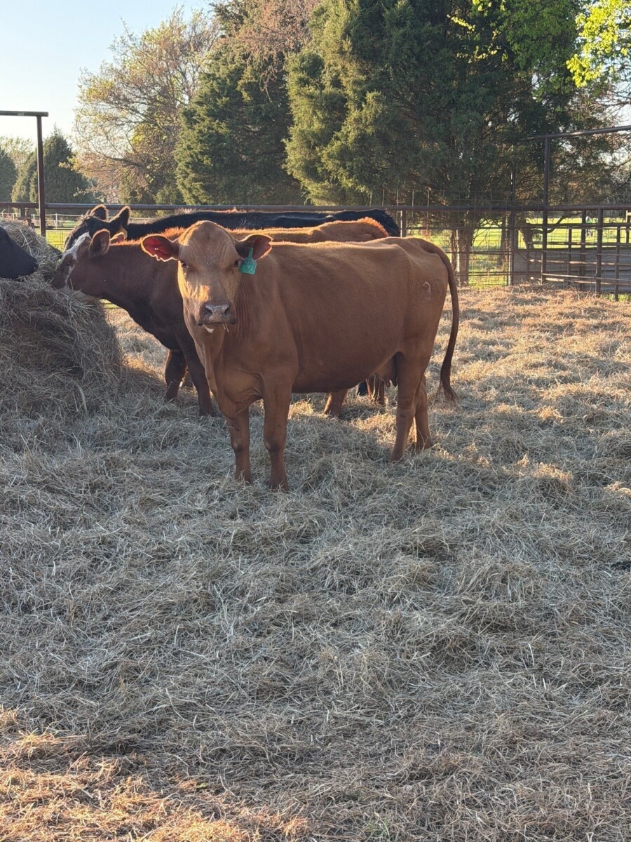 Breed up herd sell out in East Texas