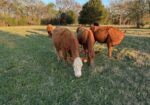 Breed up herd sell out in East Texas
