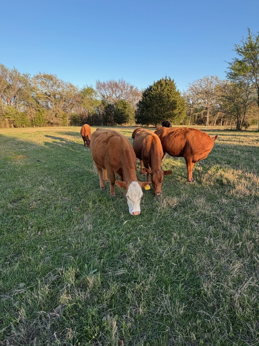 Breed up herd sell out in East Texas
