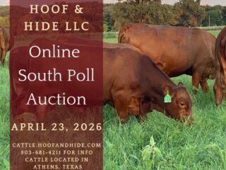 April-Cattle-Auction-2026