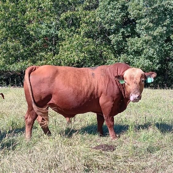 Registered commercial 4 year old sp bull, AG BOOST overall score is 5.1 Registration number 57114 -ear tag J02