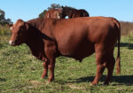 75% South Poll Bull for Sale