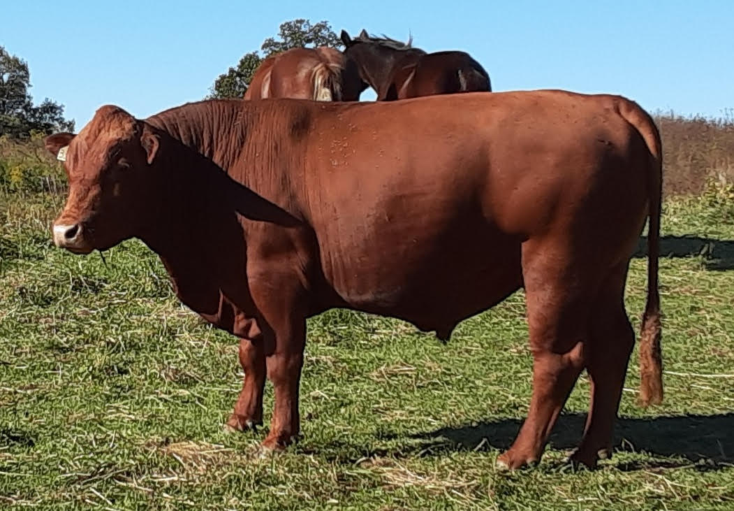 75% South Poll Bull for Sale