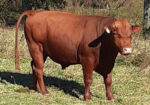 75% South Poll Bull for Sale