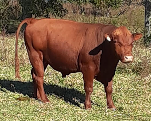 75% South Poll Bull for Sale