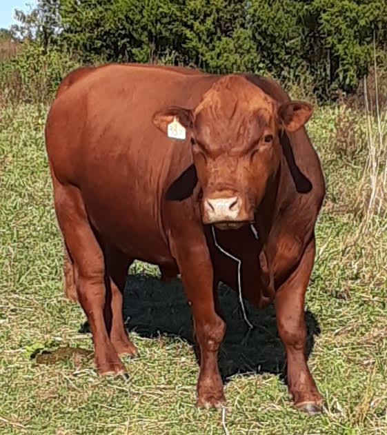 75% South Poll Bull for Sale