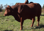 75% South Poll Bull for Sale