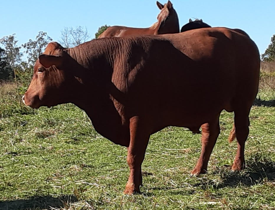 75% South Poll Bull for Sale