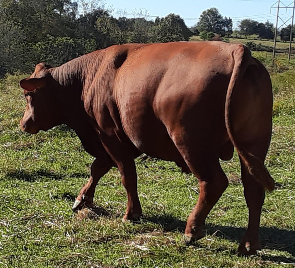 75% South Poll Bull for Sale