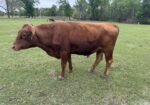Fullblood Registered South Poll Proven Herd Bull