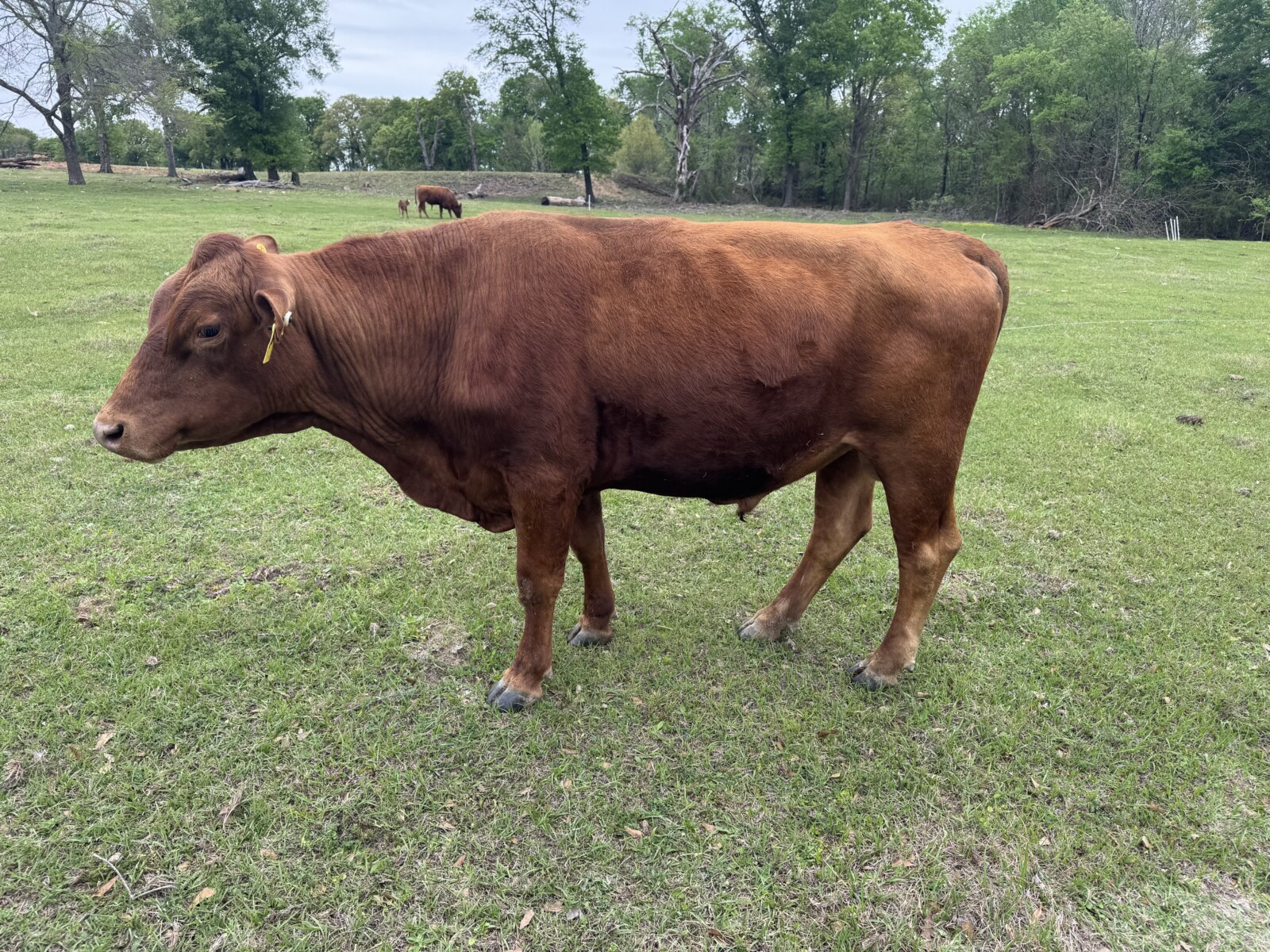 Fullblood Registered South Poll Proven Herd Bull