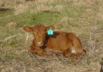 Cow/Calf pair