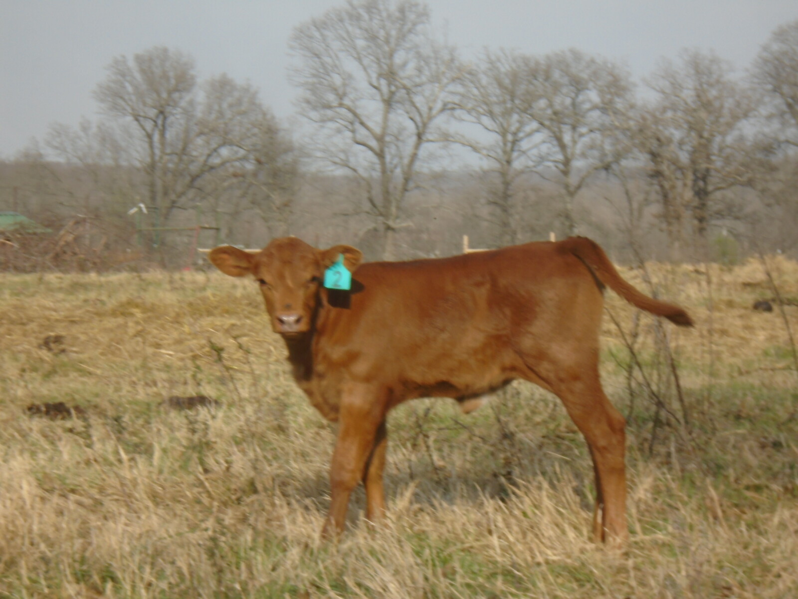 Cow/Calf pair