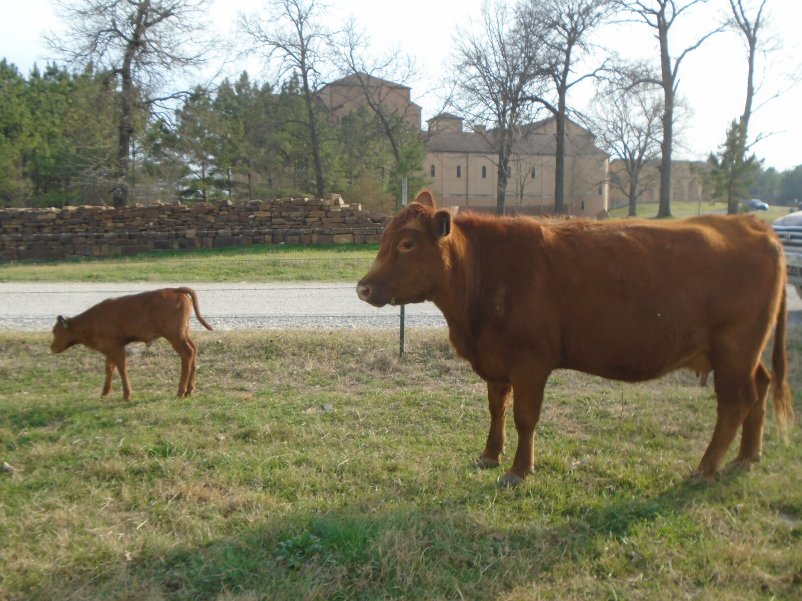 Cow/Calf pair