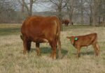 Cow/Calf pair