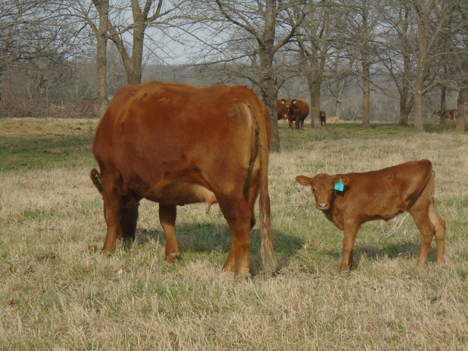 Cow/Calf pair