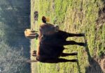 100% SP Yearling Bull DOB May 20, 2025. Registration # 68019