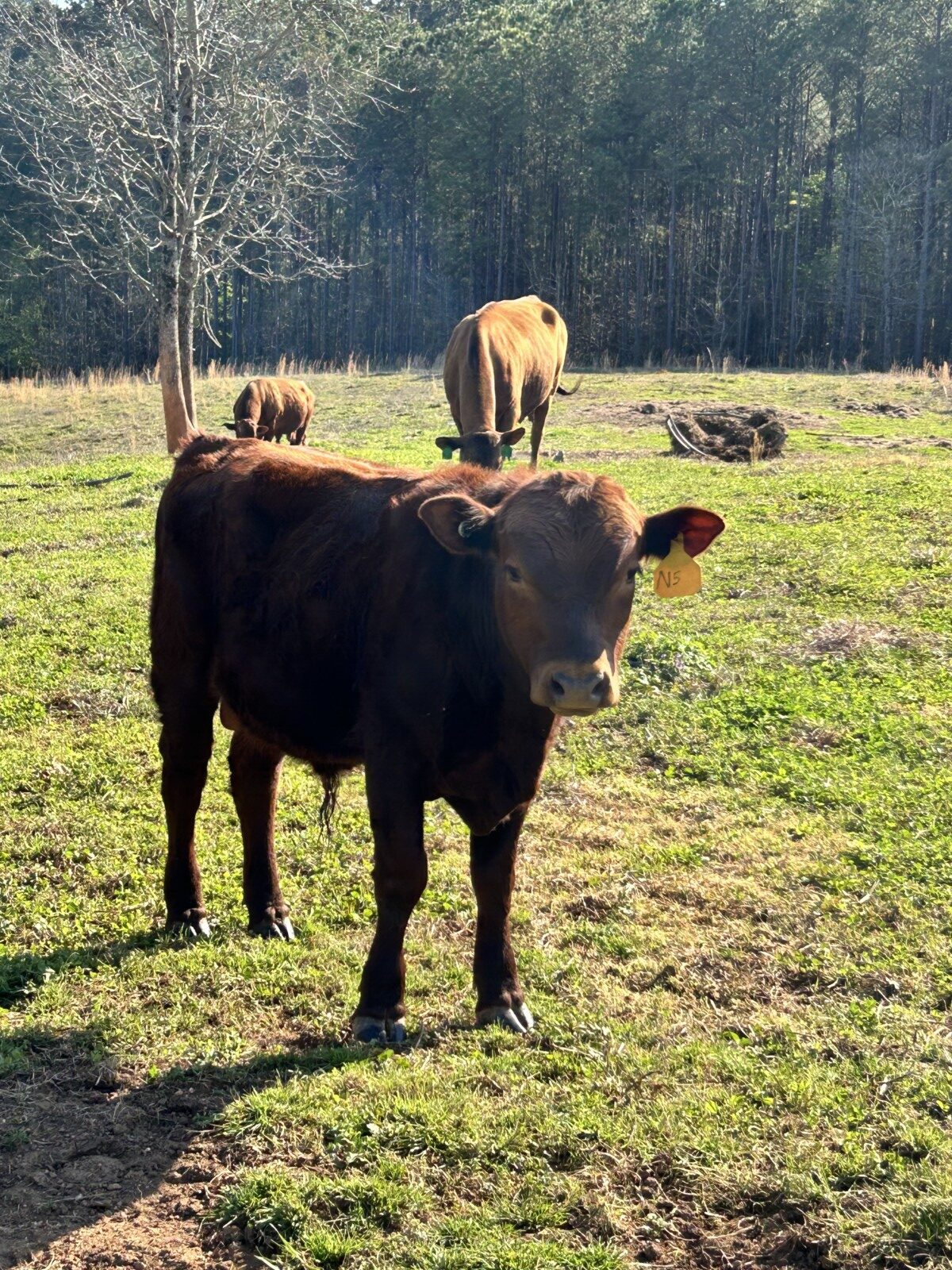 100% SP Yearling Bull DOB May 20, 2025. Registration # 68019
